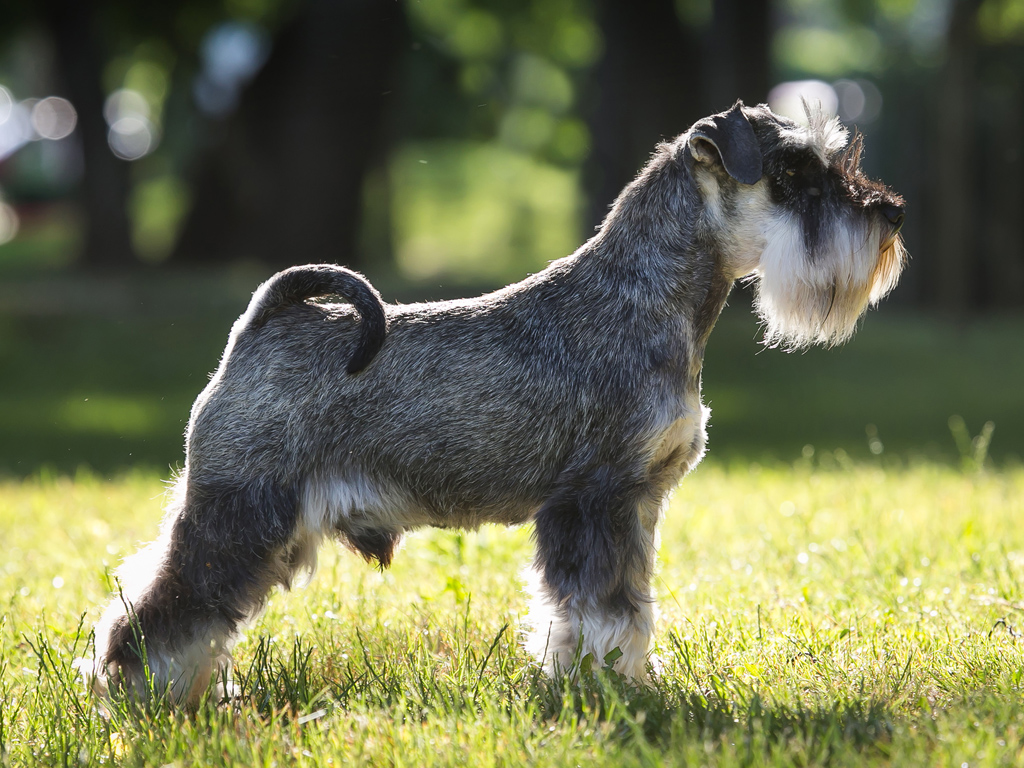 Makó Cac kutyakiállítás