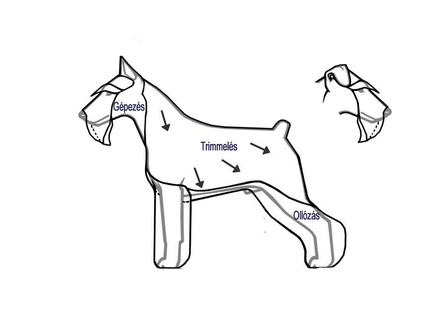 Schnauzer szőrápolása