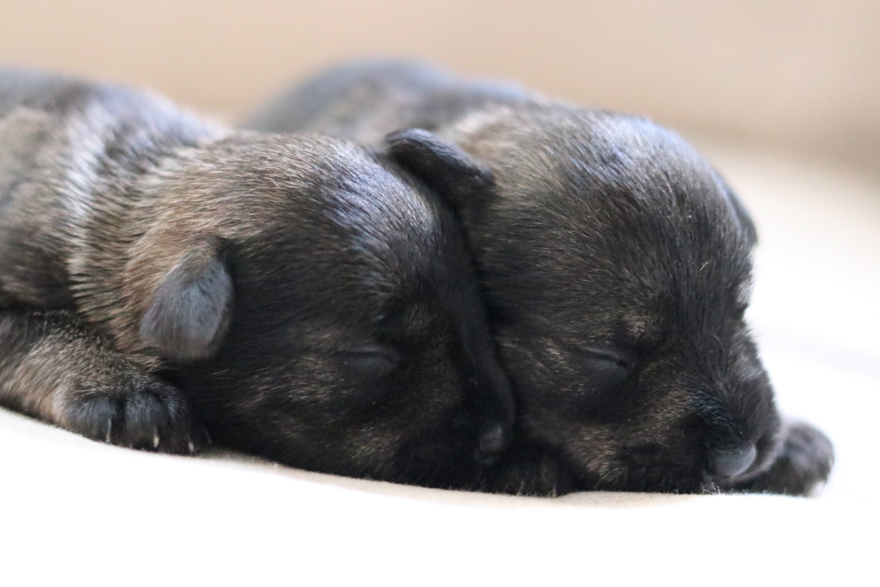 Miniature Schnauzer Puppy