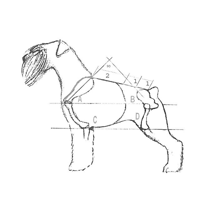 Schnauzer külleme és testarányai