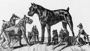 FEhér törpe schnauzer kialakulása