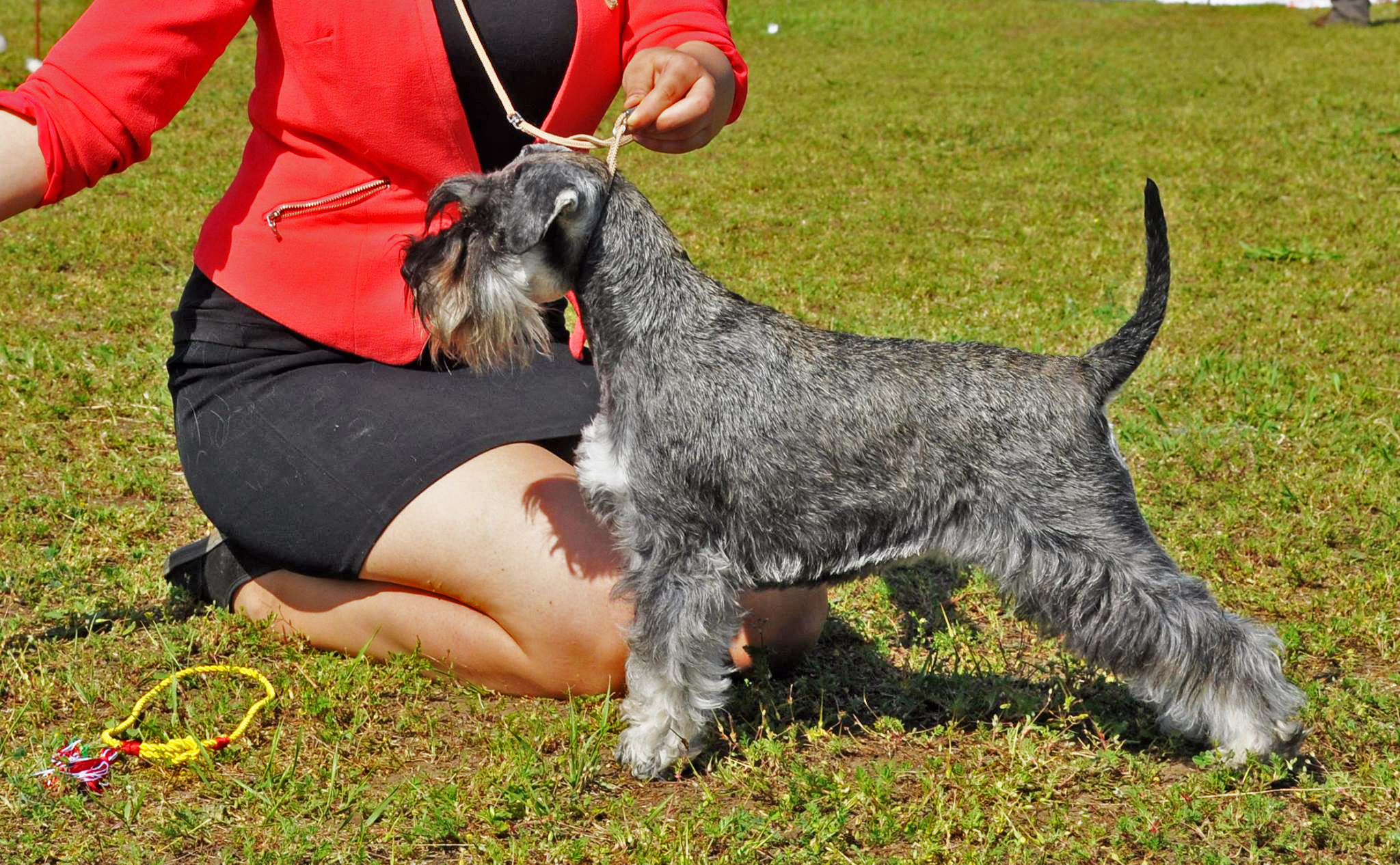 Zoe Sempiternal Fame schnauzer