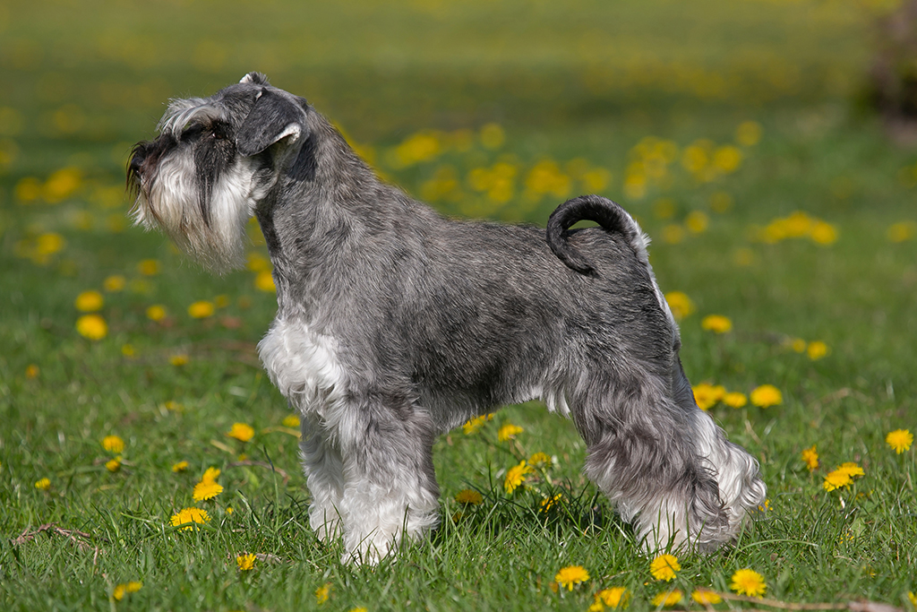 Schnauzer