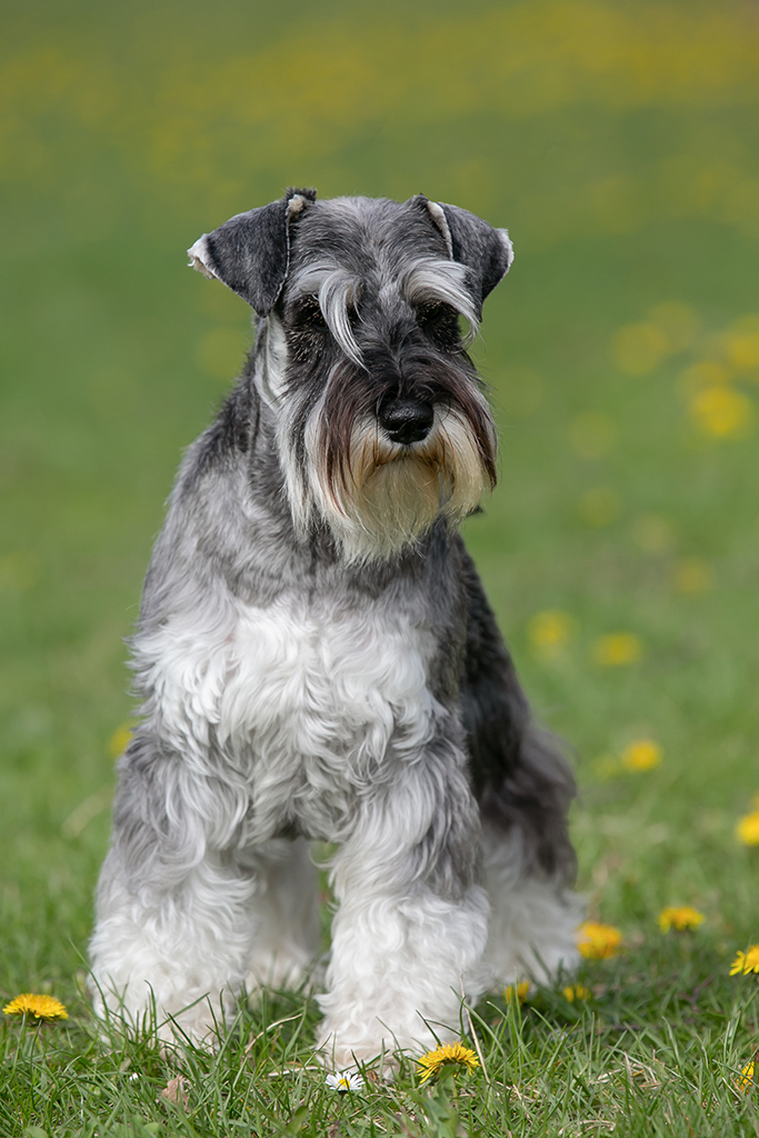 Uthopia Sempiternal Fame schnauzer