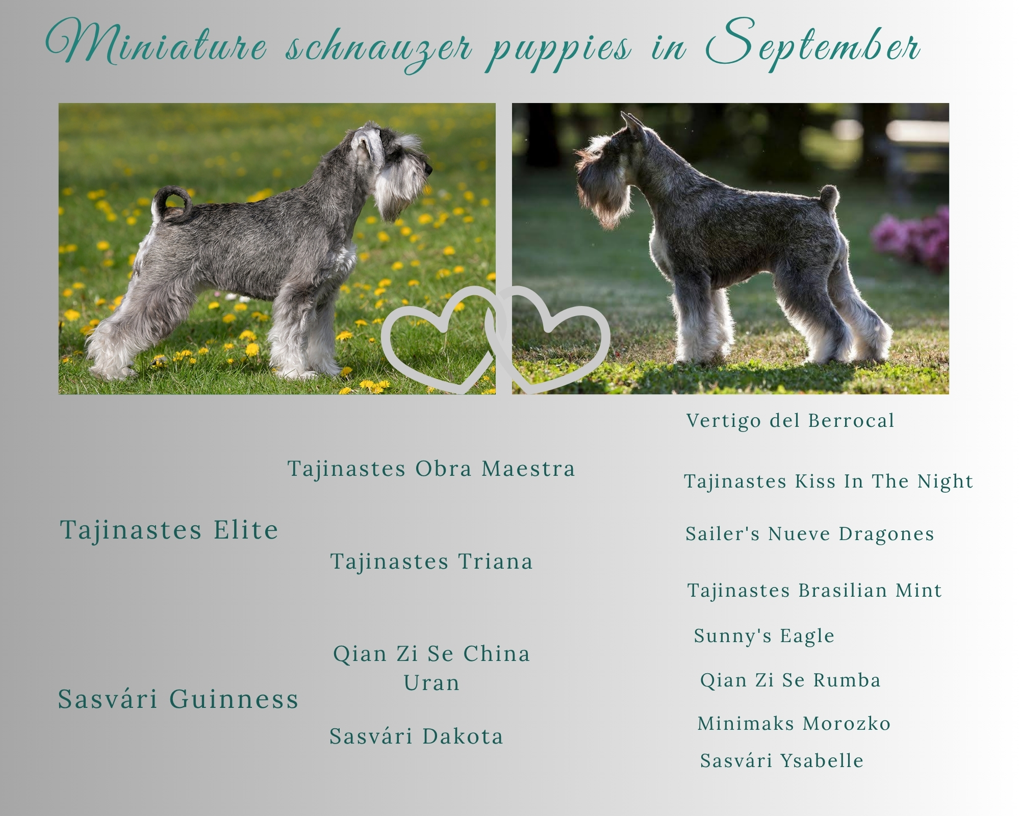 Törpe schnauzer alom