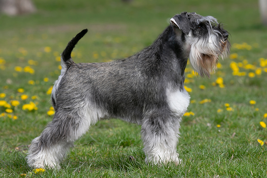 Schnauzer